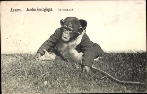 Ak Anvers Antwerpen Flandern, Zoo, Schimpansen