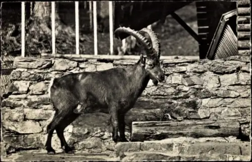 Ak Interlaken, Wildpark, Steinbock