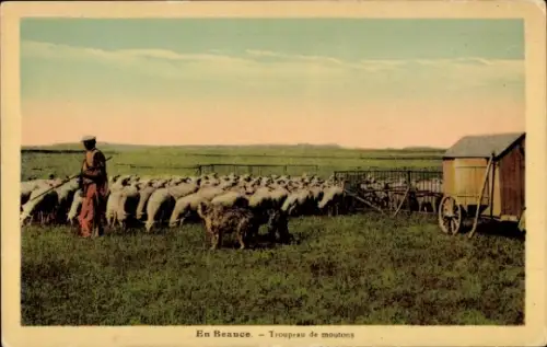 Ak En Beauce, Schafherde
