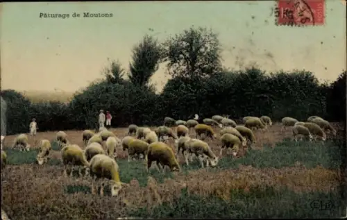 Ak Schafherde auf der Weide