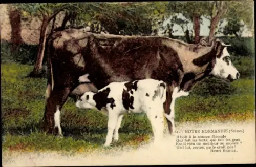 Ak Normandie, Kuh und Jungtier