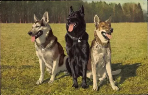 Ak Alsatians, Bergers Allemands, Deutsche Schäferhunde
