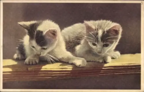 Ak Zwei junge Katzen