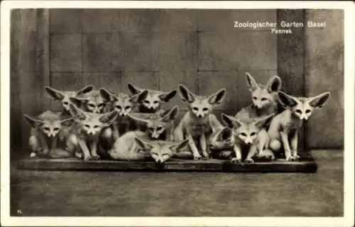 Ak Zoologischer Garten Basel, Fennek