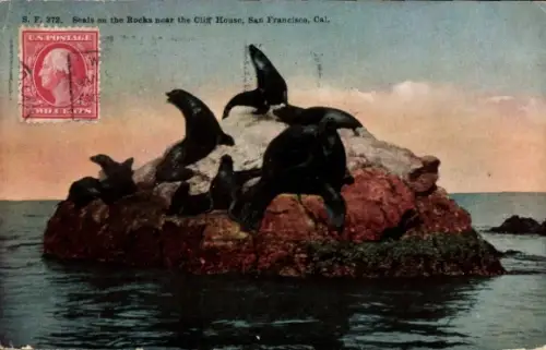Ak San Francisco Kalifornien USA, Seals on the Rocks near the Cliff House