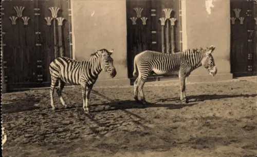 Ak Antwerpen, Zoo, Zebras