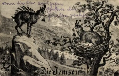 Ak Ziege im Nest, Eier, Baum, Jemsen