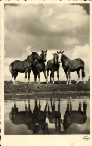 Ak Vier Pferde am Wasser, Wasserspiegelung, Warmblüter
