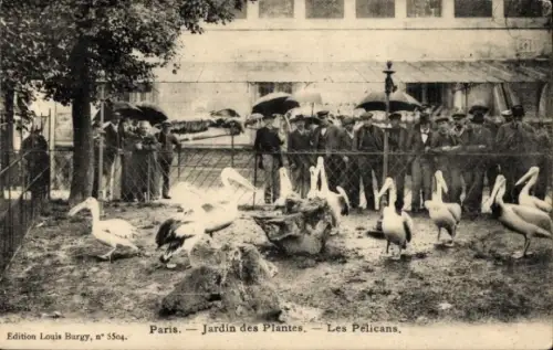 CPA Paris V, Jardin des Plantes, Les Pelicans