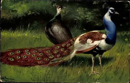 Künstler Ak Schönian, A., Pfauenhahn und Henne