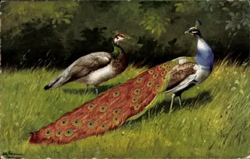 Künstler Ak Schönian, Alfred, Pfauenpaar, Pfau und Pfauenhenne