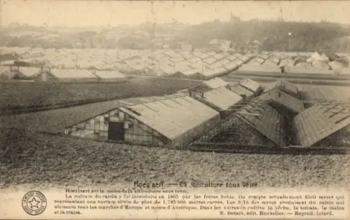 Ak Hoeilaart Hoeylaert Flämisch Brabant, La Viticulture sous verre