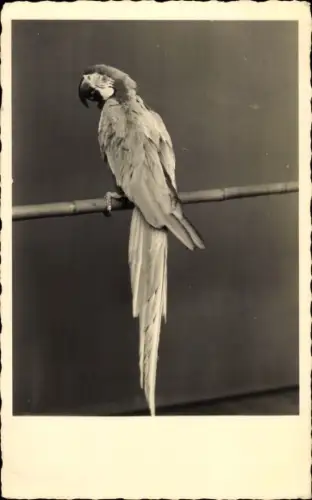 Ak Papagei auf einer Stange