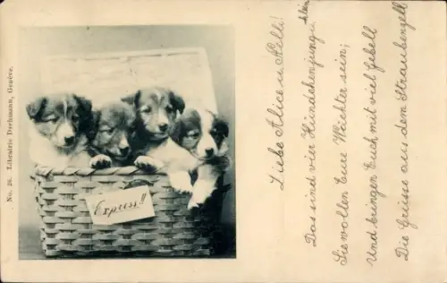 Ak Vier Hundewelpen, Tierportrait