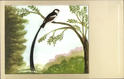 Künstler Ak Vogel, Dominikaner Witwe