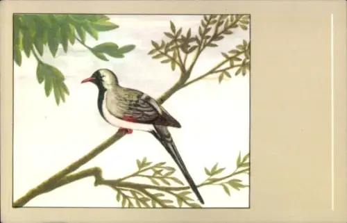 Ak Vogel, Kaptäubchen