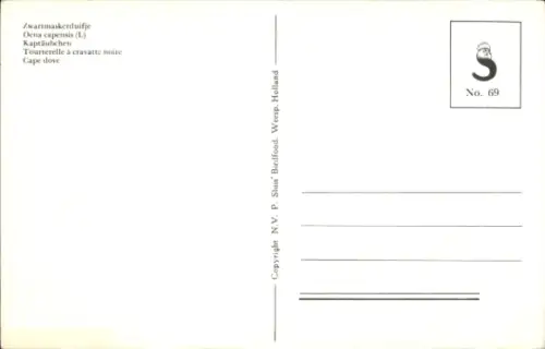 Ak Vogel, Kaptäubchen