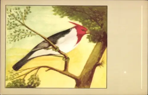 Ak Rothaubenkardinal auf einem Ast