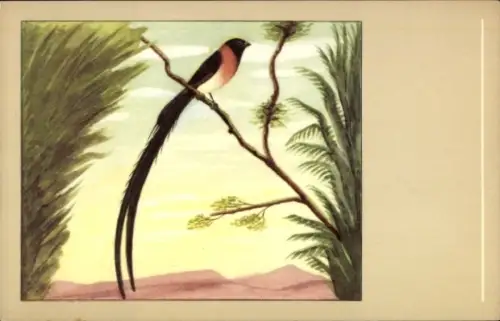 Ak Paradieswitwe, Witwenvogel