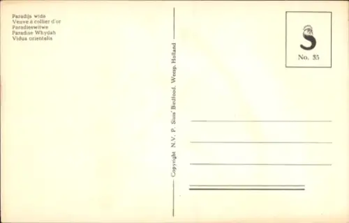 Ak Paradieswitwe, Witwenvogel