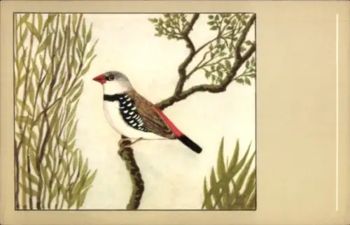 Künstler Ak Diamantfink, Vogel