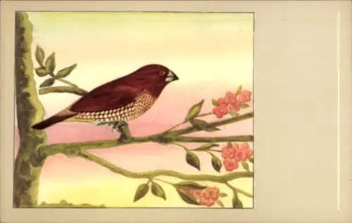 Ak Vogel, Muskatfink