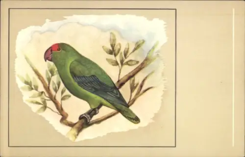 Ak Bergpapagei i. Agapornis Taranta, Abyssinian Love-Bird