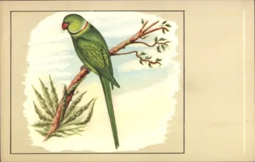 Künstler Ak Halsbandsittich, Palacornis torquatus
