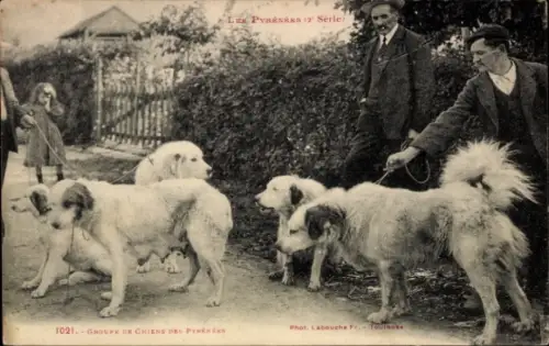 Ak Groupe de Chiens des Pyrénées