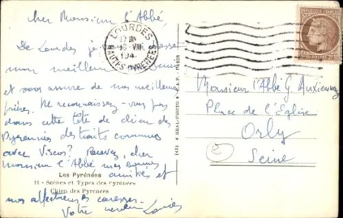 Ak Pyrenäenberghund, Tierportrait