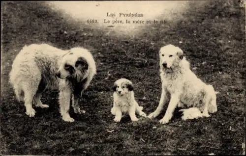 Ak Types de Pyrenees, Le pere, la mere et la fils, Hunde