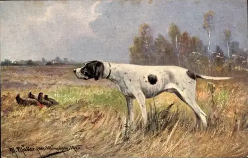 Künstler Ak Müller M. jun., Jagdhund, Rebhühner, Jagdszene