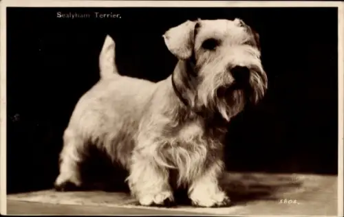 Ak Sealyham Terrier, Tierportrait