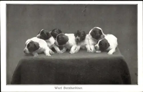 Ak Wurf Bernhardiner, Hunde