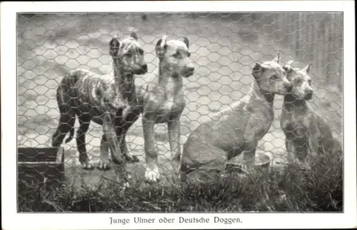 Ak Junge Ulmer oder Deutsche Doggen, Tierportrait