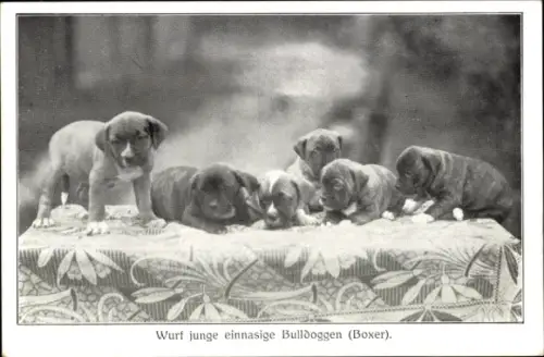 Ak Wurf junge einnasige Bulldoggen, Boxer, Hunde