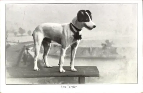 Ak Fox-Terrier, Hund, Tierportrait