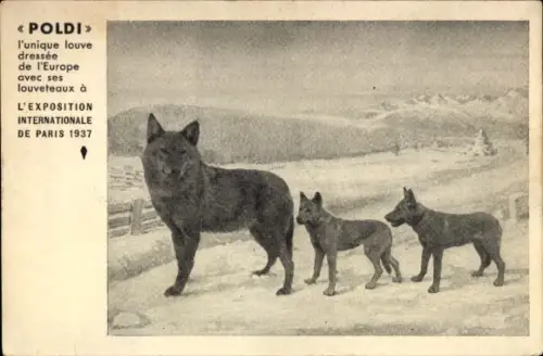 Ak Poldi, Europas einzige dressierte Wölfin, mit ihren Jungen, Weltausstellung 1937, Rudolf Knapp