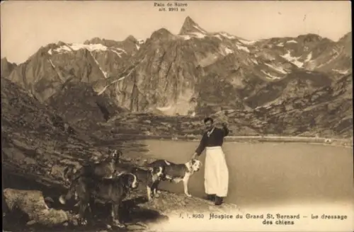 Ak Hospice du Grand St. Bernard, Bernhardiner