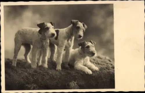 Ak Terrier, Hunde, Tierportrait