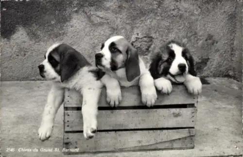 Ak Bernhardiner, Welpen, Tierportrait