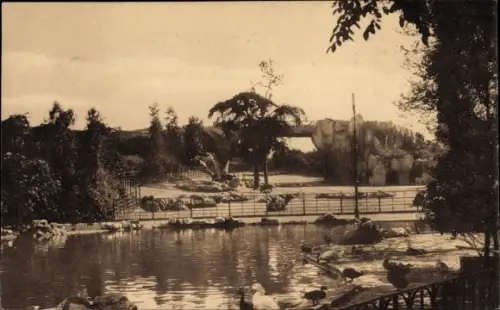 Ak Anvers Antwerpen Flandern, Jardin Zoologique, Grand Bassin, Pont et Parc des Ruminants