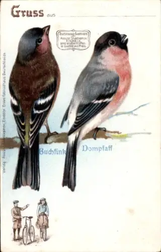 Litho Stukenbrok Fahrräder, Buchfink, Fringilla coelebs, Dompfaff, Pyrrhula