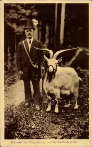 Ak Deidesheim Lambrecht in der Pfalz, Historischer Pfingstbock