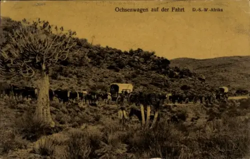 Ak Namibia Deutsch Südwestafrika, Ochsenwagen auf der Fahrt