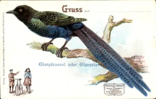 Litho Glanzdrossel, Glanzstar, Lamprotornis superbus, Stukenbrok Fahrräder