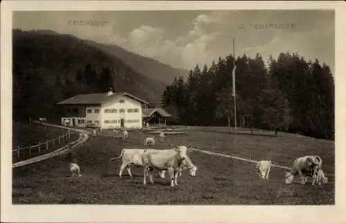Ak Tegernsee in Oberbayern, Freihaus am  Kühe auf der Wiese, Berge im Hintergrund