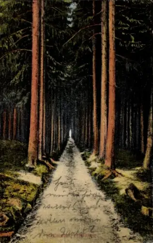 Ak Schöningen am Elm, Waldwegansicht