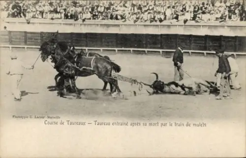 CPA Course de Taureaux, Taureau entrainé après sa mort par le train de mulets
