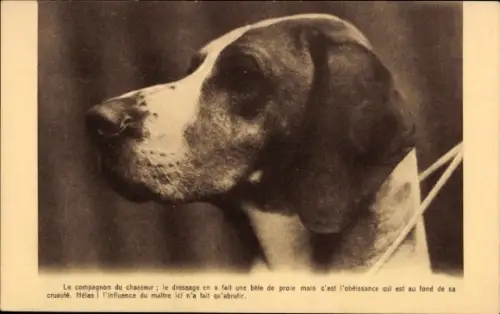 Ak Portrait eines Jagdhundes